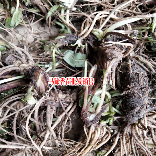 马蹄香照片 马蹄香的养植方式