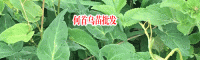 何首乌藤的功效功能主治(附图)