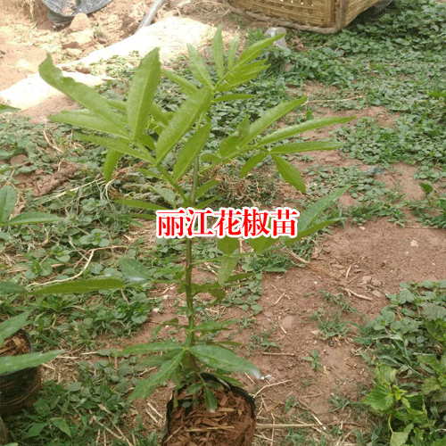丽江市【花椒苗种植时间】价格多少一棵