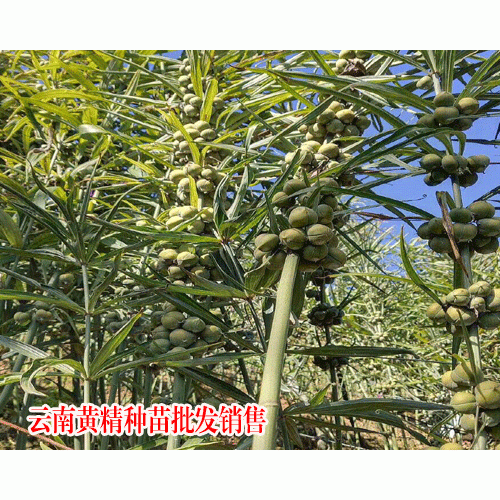 专家提示：一亩黄精用多少种子适合-升阳中药材