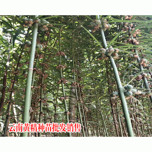 常规黄精又叫鸡头参种子多少钱（附图）
