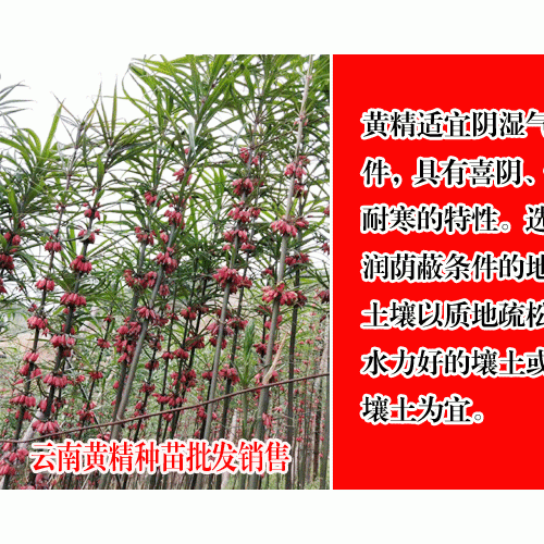 黄精亩产多少公斤与种植成本与利润分析?