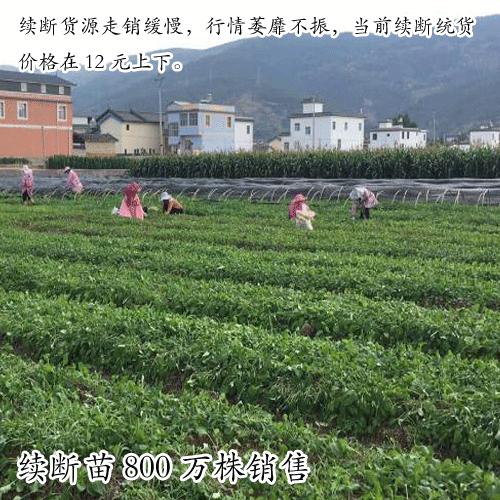 续断苗_续断种子多少钱一吨?
