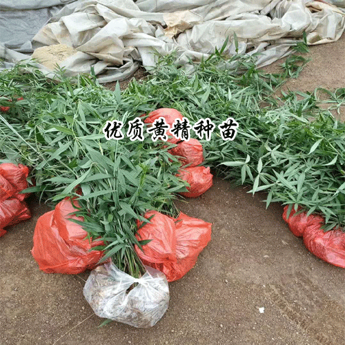 几点重要的黄精的栽种技术-农信黄精苗
