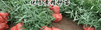 云南黄精,鸡头参种植亩产量多少斤?