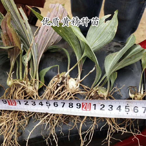 红花黄精苗_鸡头黄精和姜形黄精种植方式