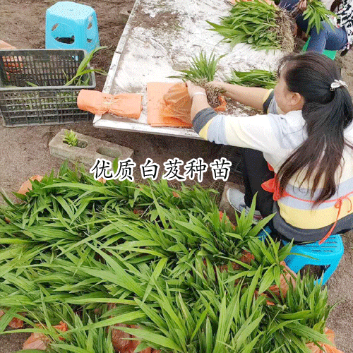 1亩能收要多少钱白及?