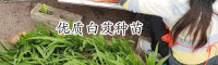 白芨的种植标准