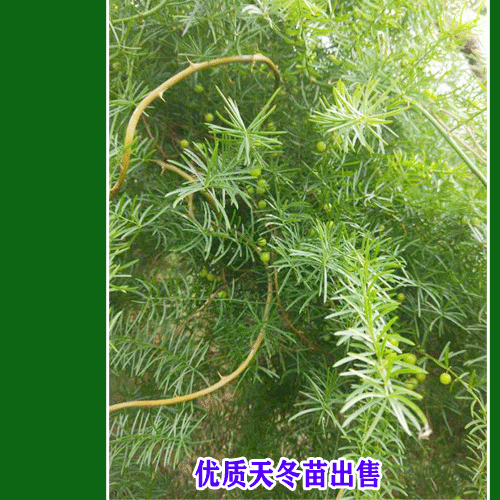 2019年天门冬价钱行情预测：天门冬价钱会持续上升吗?