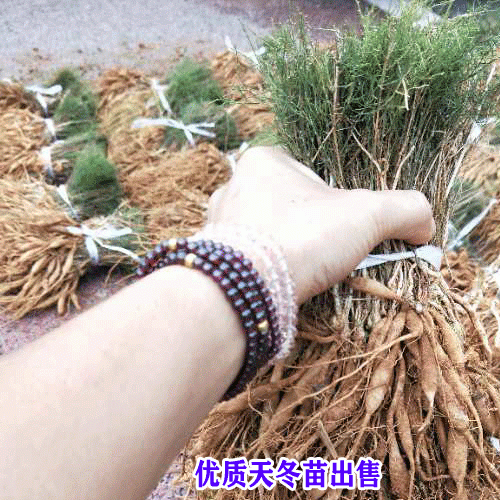2019.07.01天冬_天冬小苗各地的价格