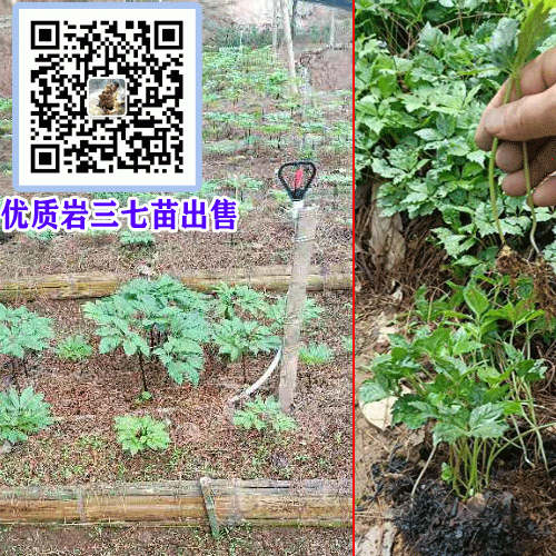 岩三七苗成什么样子_云南岩三七苗供应商