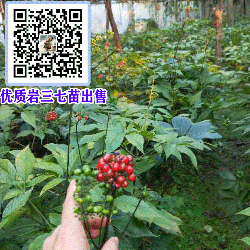 岩三七批发价格多少一克?_岩三七种植基地园