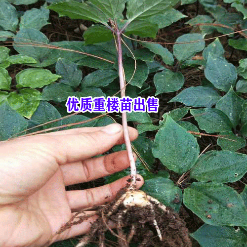 重楼苗_云南红河1-3.6元/棵