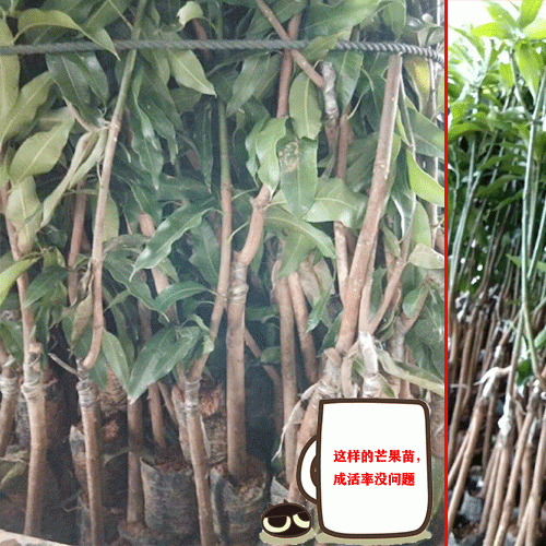 吃芒果有什么作用_芒果苗圃,云南保山芒果基地图片