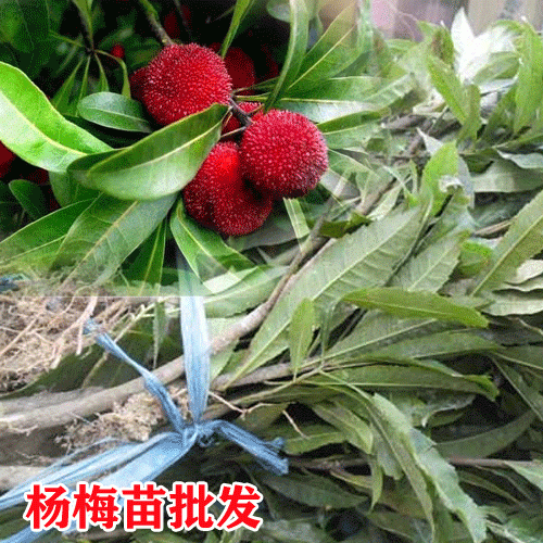 杨梅树苗的特点,在哪些地方适合种植杨梅树