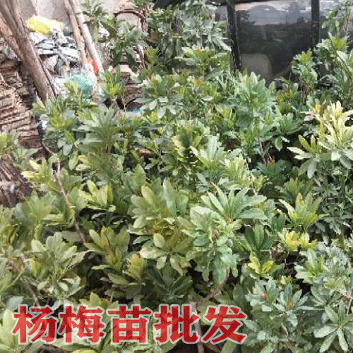 大杨梅苗木选择_杨梅什么时候成熟_云南杨梅苗树图片