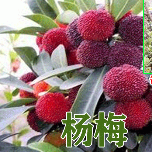 供应云南杨梅苗_云南杨梅苗批发_杨梅苗_云南杨梅苗木批发?