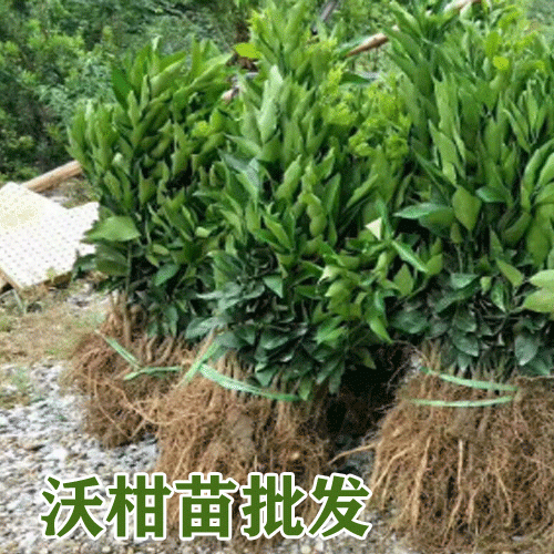 沃柑苗\_云南沃柑高产苗木-2019-2020沃柑树苗批发