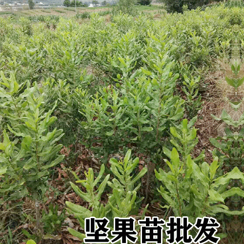 澳洲坚果苗_广西坚果苗16元/株