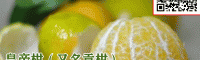 贡柑怎么种植,云南贡柑园地有苗出售