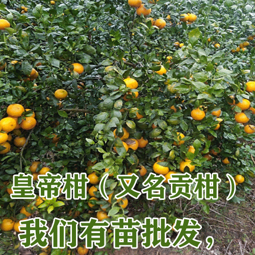 贡柑幼树苗信息_2019-2020贡柑苗幼树图片
