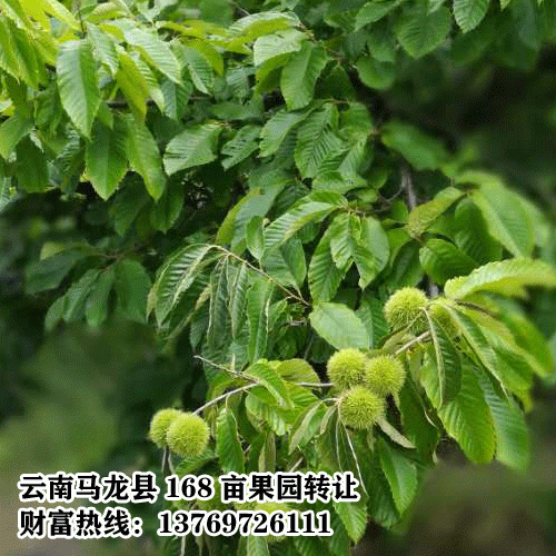 自家果园转让、果园转让、果园在马龙县大庄乡