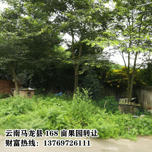 马龙果园土地转让信息网13769726111