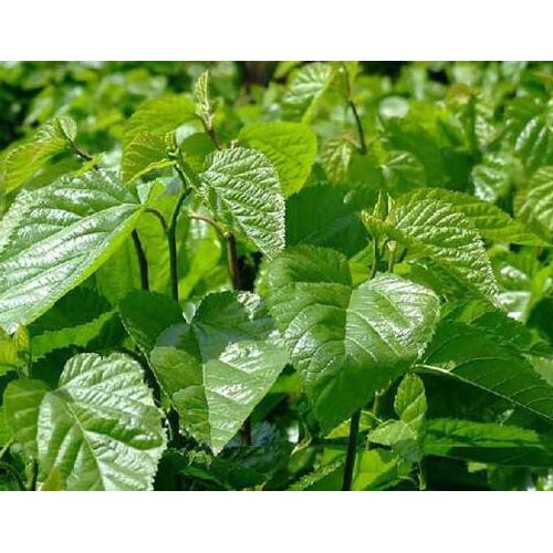 昆明桑树苗供应价格？昆明（子明）桑树苗多少钱一株？