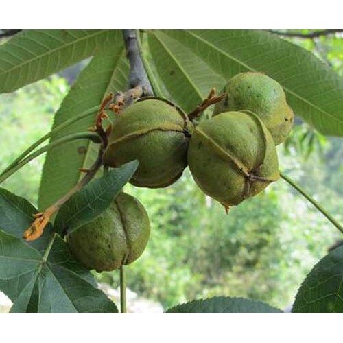 核桃苗圃*核桃苗昆明销售\信息*核桃苗木价格