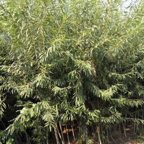 藏柏树苗%云南藏柏树苗供应商*藏柏树苗基地价格