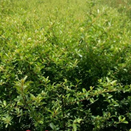 火把果苗_火把果苗圃市场_火把果批发价格