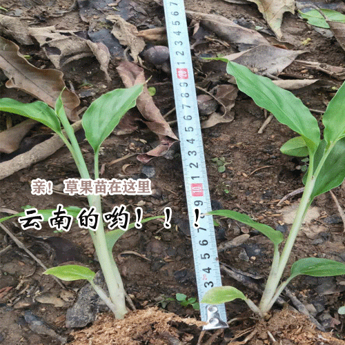 今日草果苗价格_云南产地草果种苗图片
