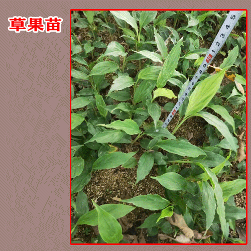 草果苗_草果苗种子繁育方法技术步骤