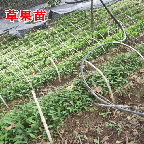 草果苗哪里有卖?求购草果苗_草果苗有哪些品种