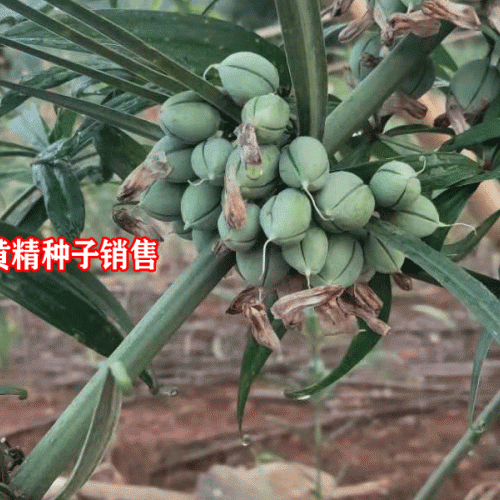 全国哪里黄金(精)苗便宜_价格一览表