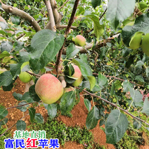 昆明苹果多少钱一斤?_昆明水果市场价格表