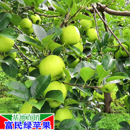 昆明水果市场价钱_水果苹果有什么种类