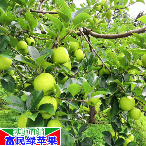 昆明市新鲜水果划算吗?_昆明市今天新鲜水果市场行情