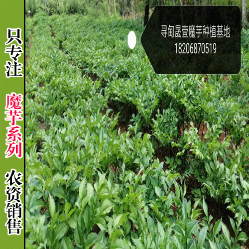 魔芋怎样锄草_魔芋专用除草剂