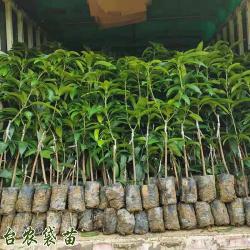 2019-08-12台农芒果苗_芒果价格表