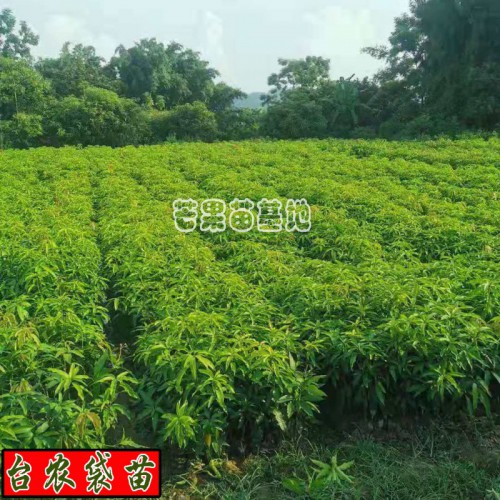 芒果树苗_小台农芒果价钱