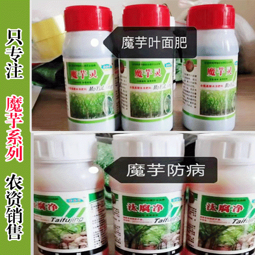 怎么用魔芋灵汰腐净可以混合魔芋软腐病的特效药