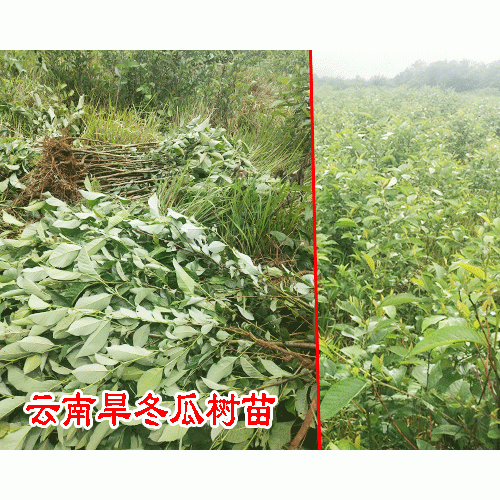 旱东瓜果苗要多少钱一株