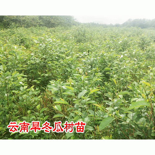 旱冬瓜主要途_旱冬瓜树_ 冬瓜皮有减肥作用吗?