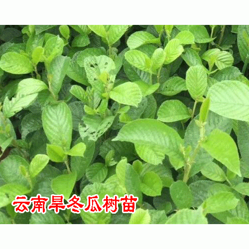 旱冬瓜种苗_旱冬瓜(又叫尼泊尔桤木)繁殖方法