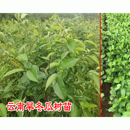 旱冬瓜什么时候采收_云南旱冬瓜基地