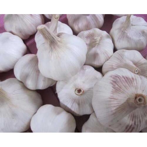 云南蒜薹(苗)多少钱每斤?