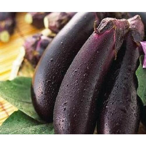 茄子树1年栽种很多年結果，亩产量3万斤!