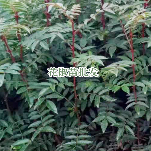 花椒苗_花椒的栽种時间与方式 -昭通苗木有限公司