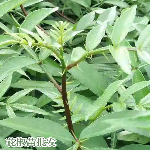 青花椒怎样採收?_青花椒苗圃信息_云南产区青花椒